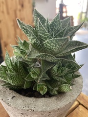 × Gasteraloe