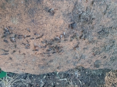 Chelaner antarcticus