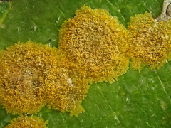 Cephaleuros virescens
