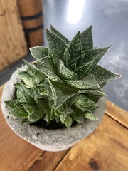 × Gasteraloe