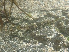 Lepidoblennius haplodactylus