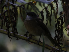 Pachycephala olivacea