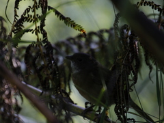 Pachycephala olivacea