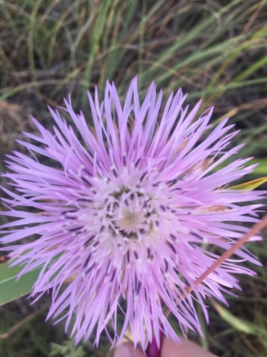 Plectocephalus americanus