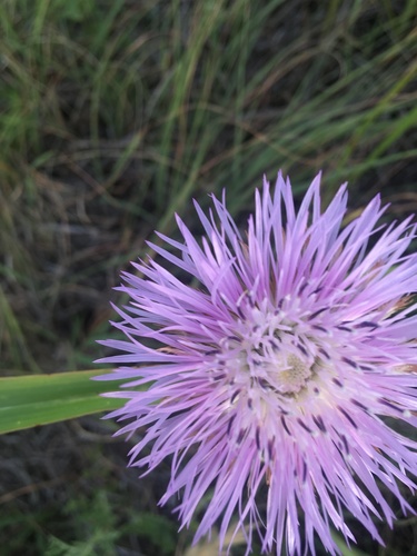 Plectocephalus americanus