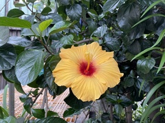 Hibiscus