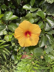 Hibiscus
