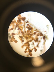 Cephaleuros virescens