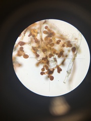 Cephaleuros virescens
