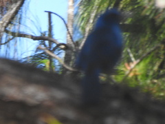 Aphelocoma unicolor