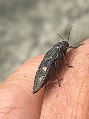 Buprestis nuttalli