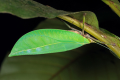 Onomarchus uninotatus