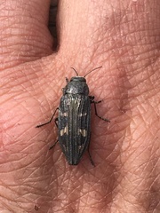 Buprestis nuttalli