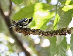 Machlolophus spilonotus