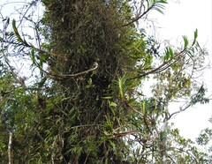 Vandoideae