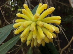 Edgeworthia gardneri