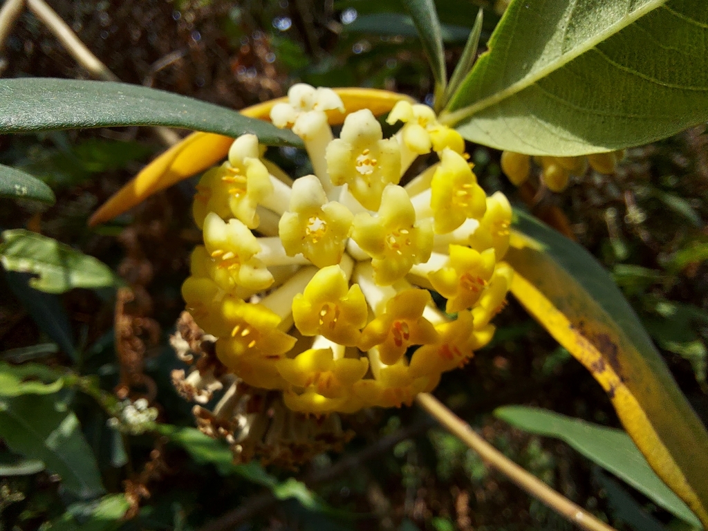 Edgeworthia gardneri (Edgeworthia gardneri)