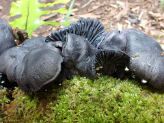 Gerronema waikanaense