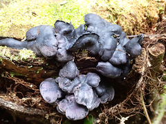 Gerronema waikanaense