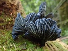 Gerronema waikanaense