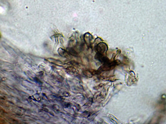 Gerronema waikanaense