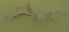 Cyprinus carpio carpio