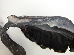 Gerronema waikanaense