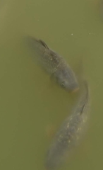 Cyprinus carpio carpio