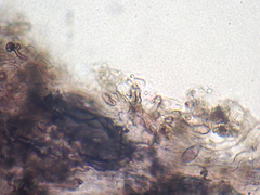 Gerronema waikanaense