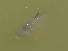 Cyprinus carpio carpio
