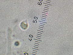 Gerronema waikanaense