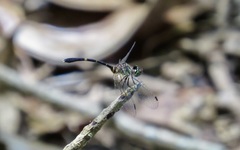 Nannophlebia eludens