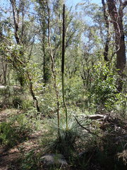 Xanthorrhoea glauca