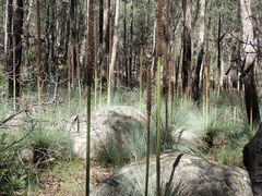 Xanthorrhoea glauca