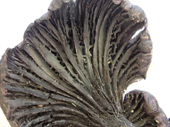 Gerronema waikanaense