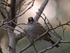 Zonotrichia atricapilla