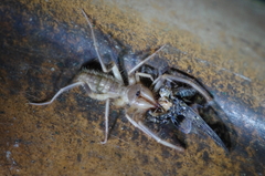 Solpugidae