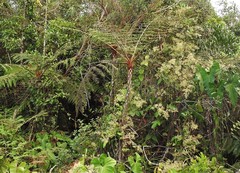 Cyathea pauciflora