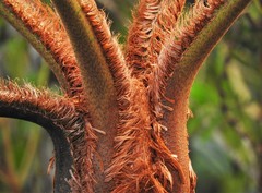 Cyathea pauciflora