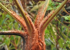 Cyathea pauciflora