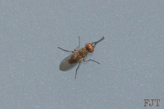 Diptera