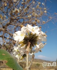 Cordia morelosana