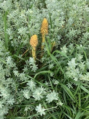 Orobanche densiflora