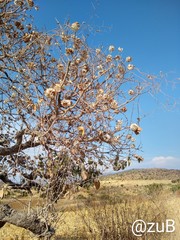 Cordia morelosana