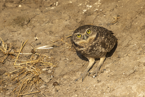 iNaturalist observation photo of Burrowing Owl