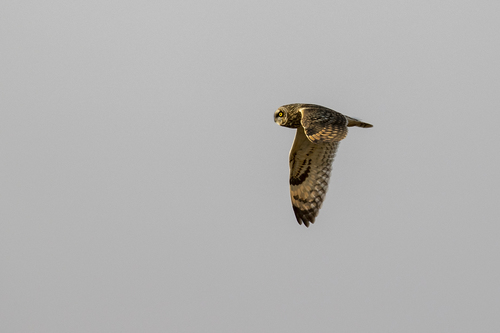 iNaturalist observation photo of Short-eared Owl