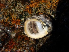 Nerita chamaeleon