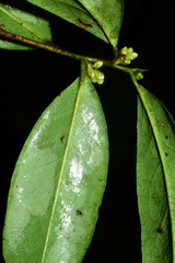 Symplocos sumuntia
