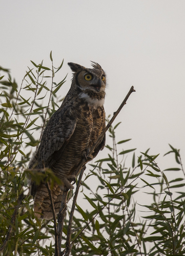 iNaturalist observation photo of Great Horned Owl