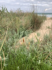 Orobanche densiflora